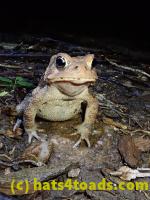 /home//u458753944/public_html/sourcegallery//McKaig Nature Center/2020-09-27/P9270733.JPG